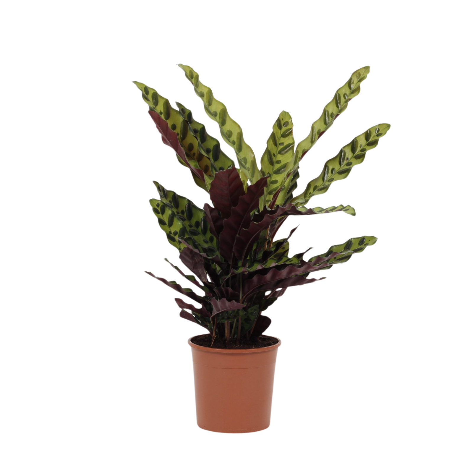 planta de interior calathea lancifolia com folhas em forma de flecha em verde claro com manchas verde escuras em vaso de plástico