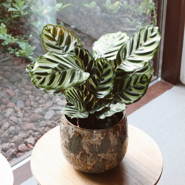 Calathea Makoyana