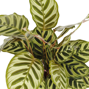 detalhe das folhas da planta de interior calathea makoyana com folhas verde claro com manchas verde escuro