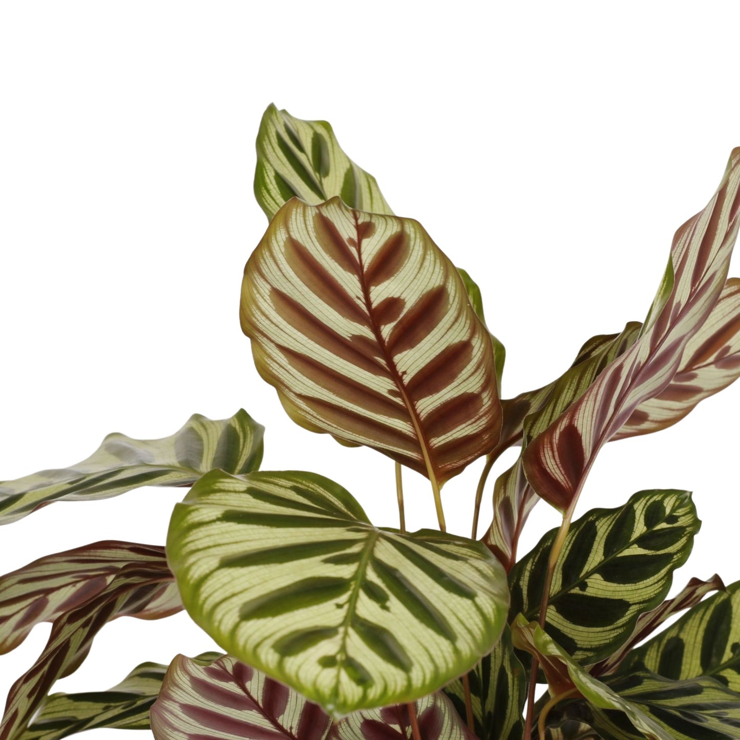 ampliação das folhas da planta de interior calathea makoyana com folhas verde claro com manchas verde escuro