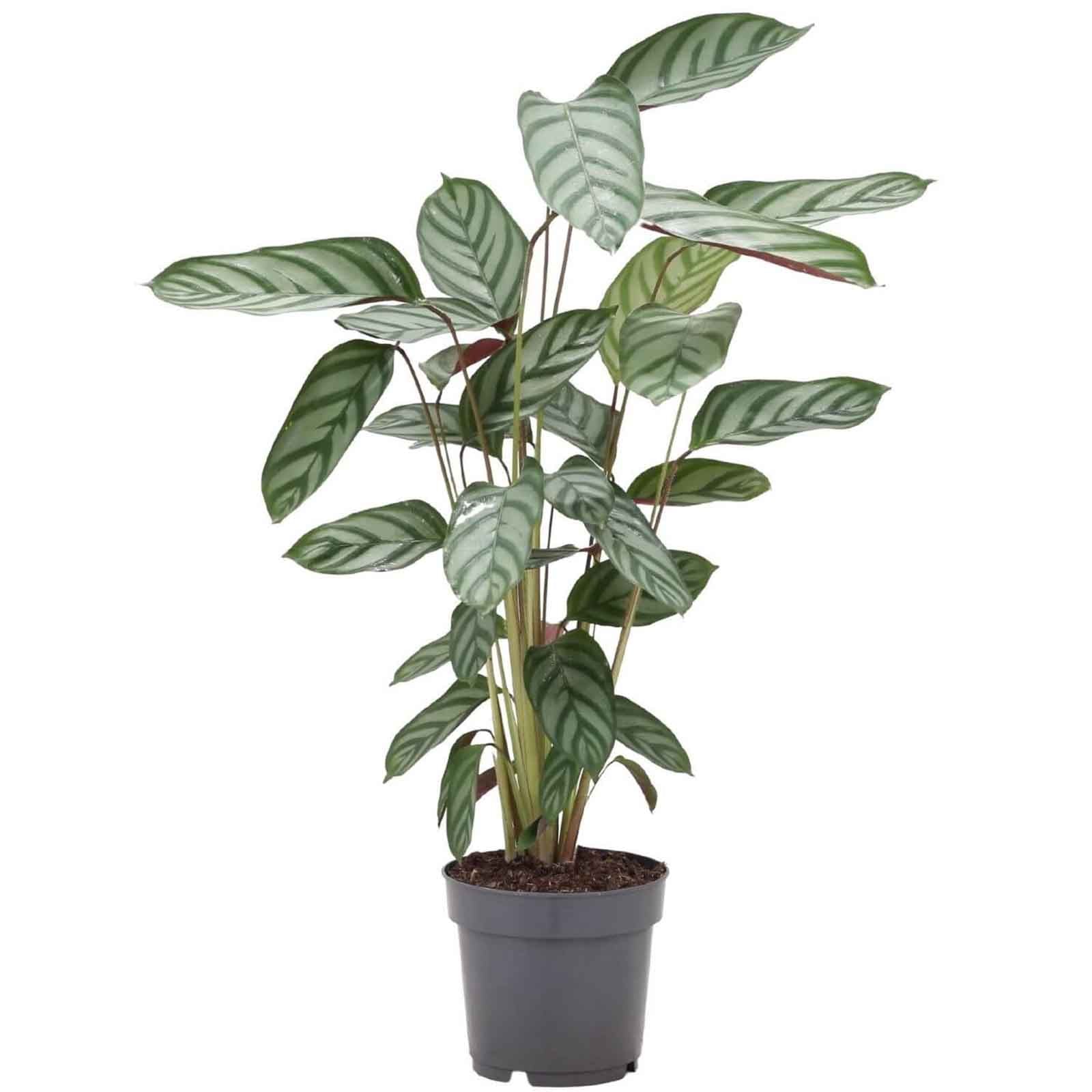 planta de interior calathea setosa alta com folhas verdes e manchas prateadas em vaso de plástico