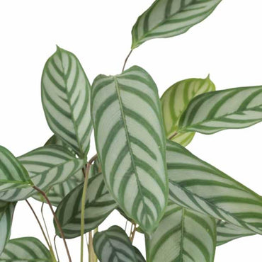 detalhe das folhas da planta de interior calathea setosa alta com folhas verdes e manchas prateadas