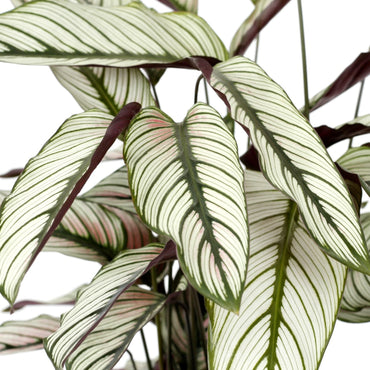 Calathea Whitestar
