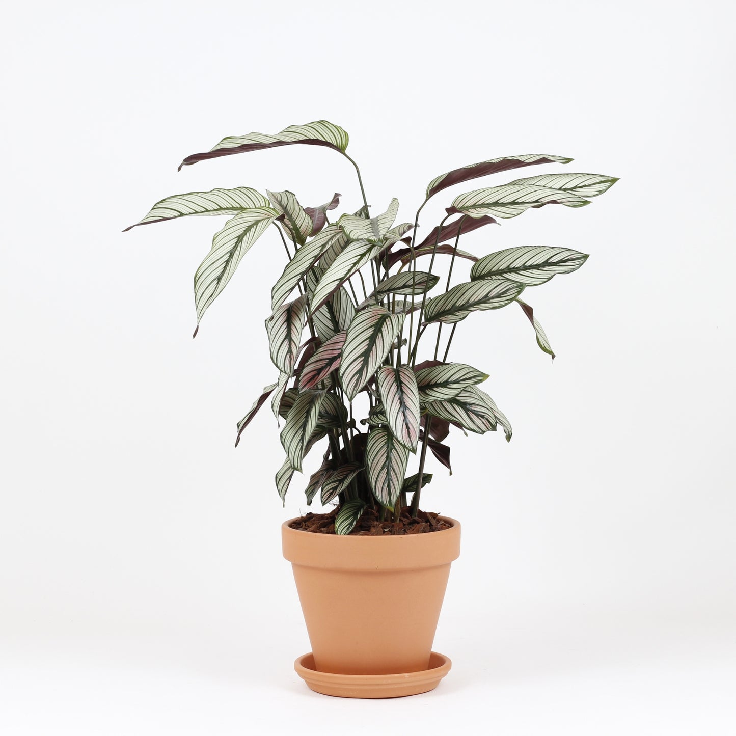 Calathea Whitestar