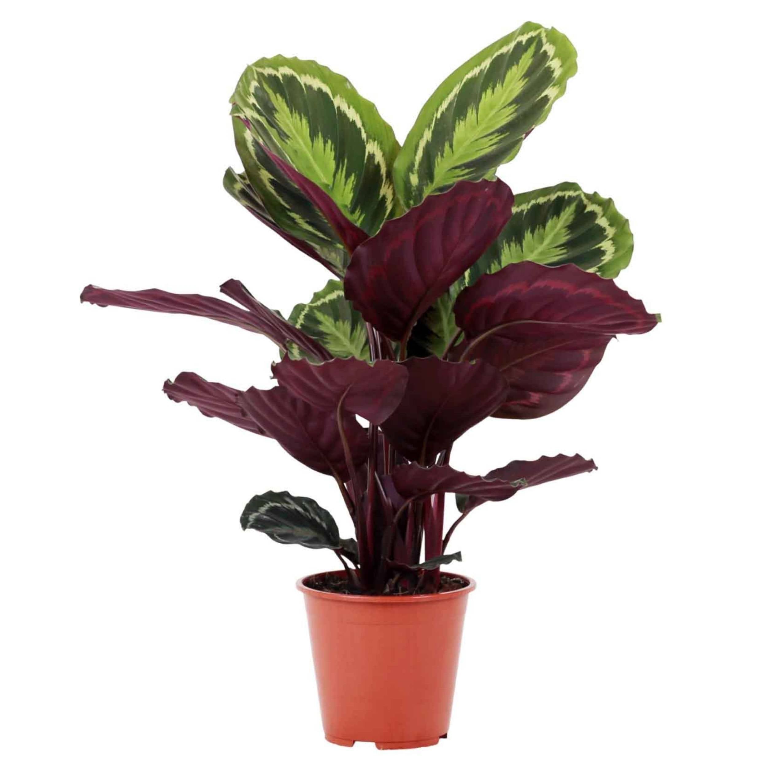 planta de interior calathea medallion grande com grandes folhas ovaladas verde escuras com manchas verde claras parte posterior das folhas em roxo em vaso de plástico