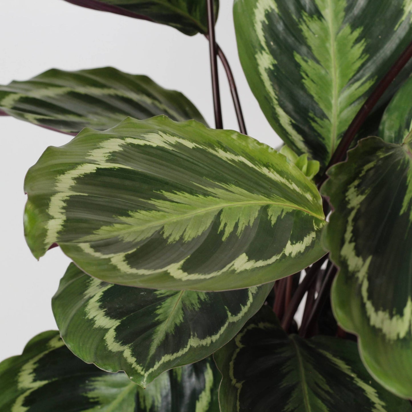 ampliação de folhas e caules da planta de interior calathea medallion com grandes folhas ovaladas verde escuras com manchas verde claras parte posterior das folhas em roxo