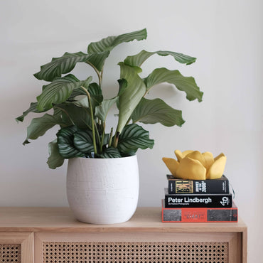 planta de interior calathea orbifolia com folhas às manchas verde claro e verde escuro em vaso hemera branco da artevasi em cima de móvel de madeira com livros