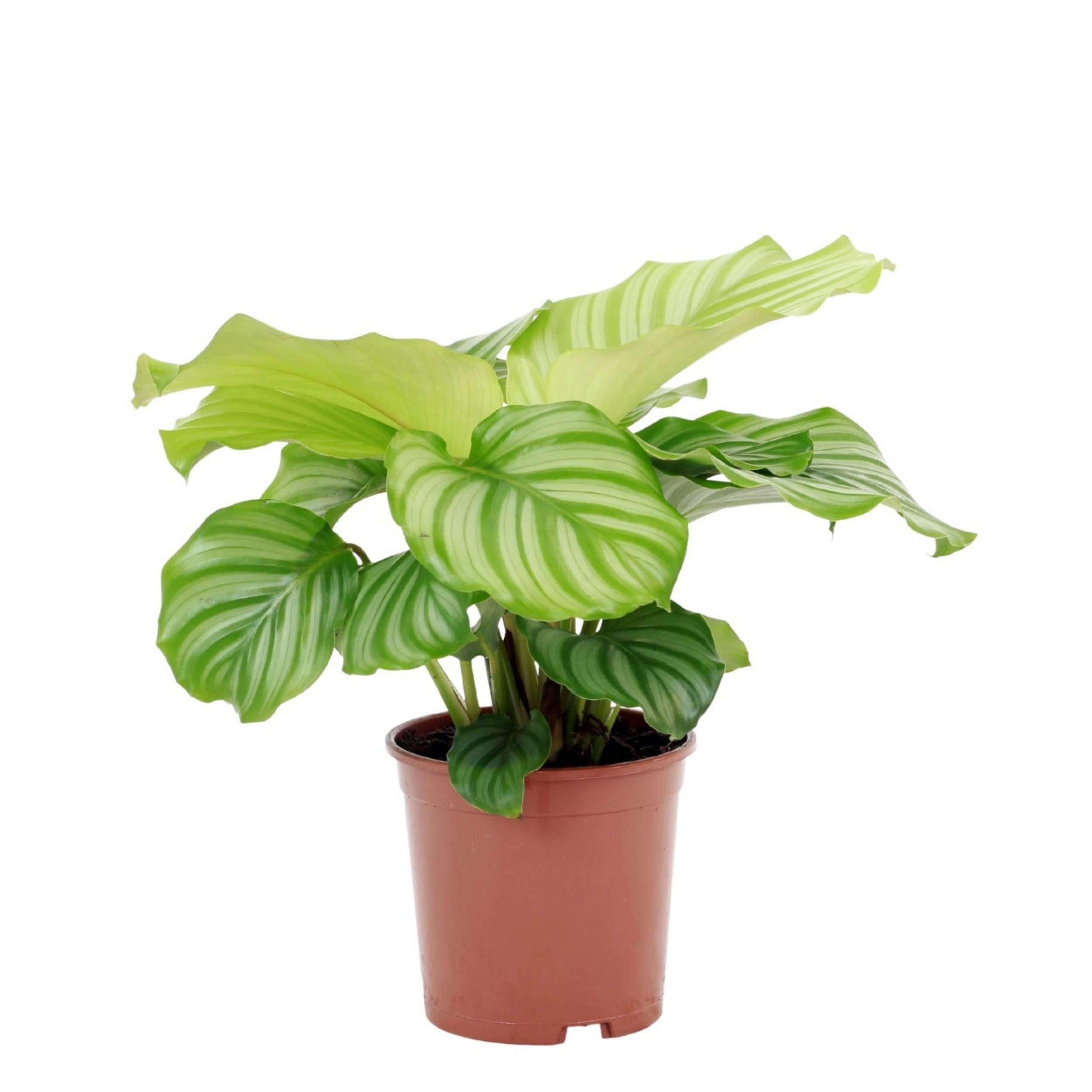 planta de interior calathea orbifolia com folhas às manchas verde claro e verde escuro em vaso