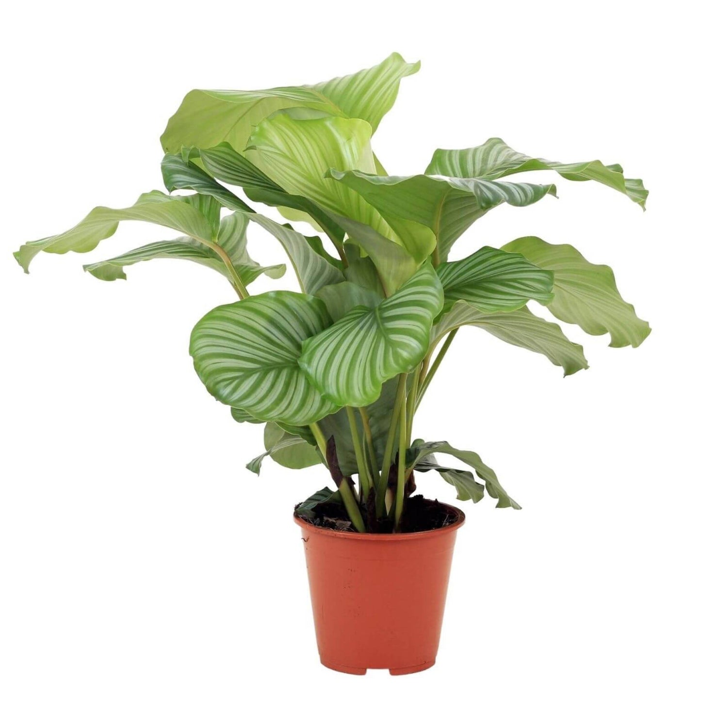 planta de interior calathea orbifolia alta com folhas às manchas verde claro e verde escuro