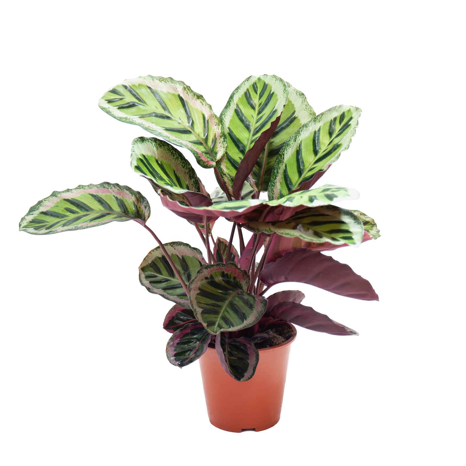 planta de interior rara exclusiva calathea roseopicta cora com grandes folhas ovaladas em vários tons de verde e com uma mancha em tons rosa em vaso de plástico