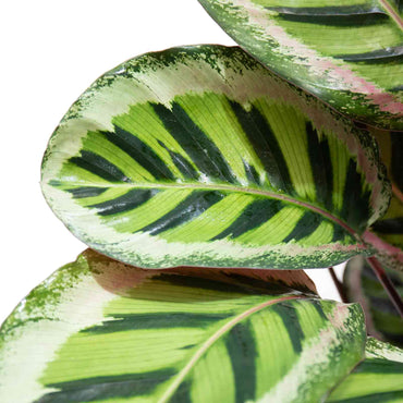 detalhe das folhas da planta de interior rara exclusiva calathea roseopicta cora com grandes folhas ovaladas em vários tons de verde e com uma mancha circular em tons rosa