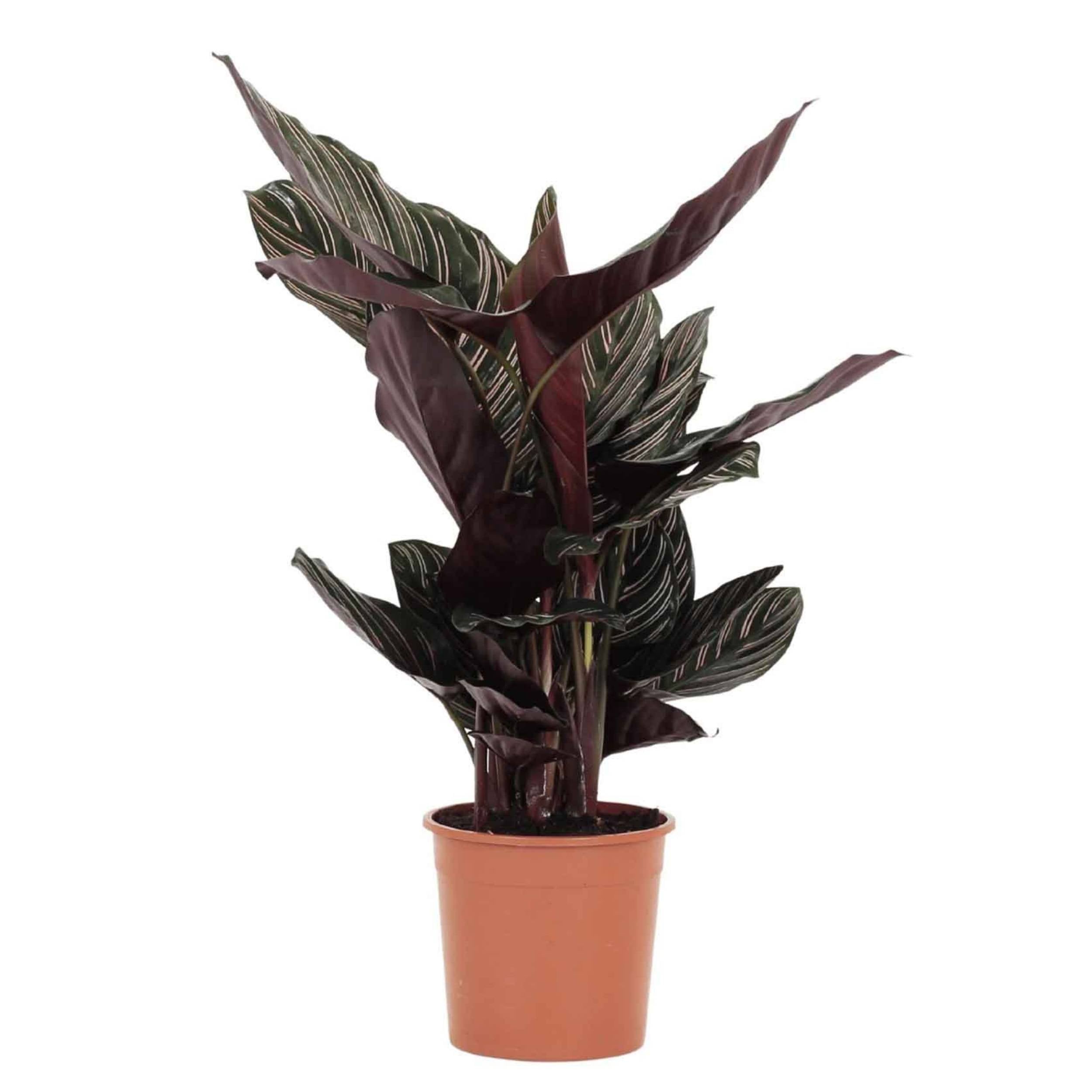 planta de interior calathea sanderiana pequena com folhas alongadas em verde escuros com riscas horizontais em tons e rosa em vaso de plástico