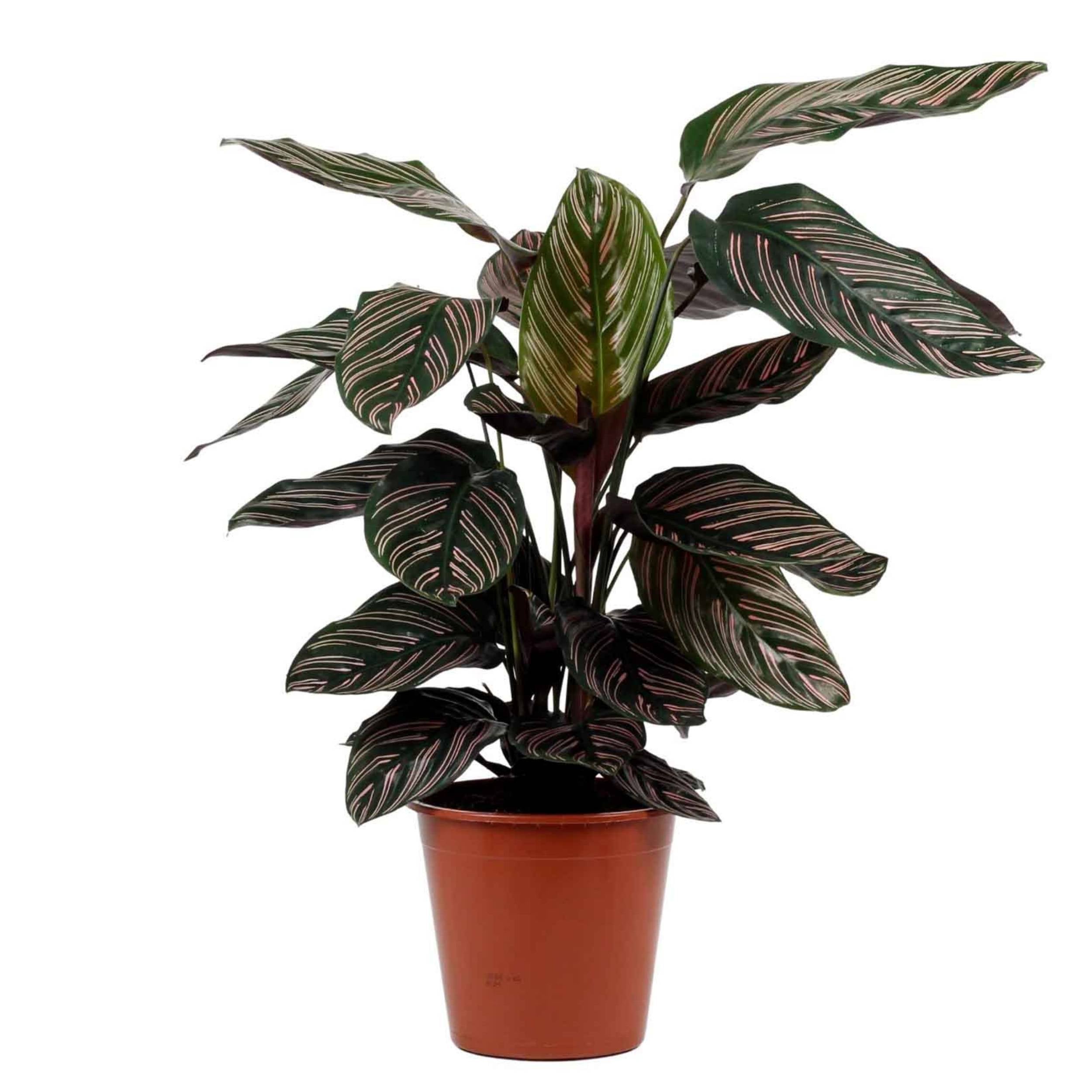 planta de interior calathea sanderiana com folhas alongadas em verde escuros com riscas horizontais em tons e rosa em vaso de plástico
