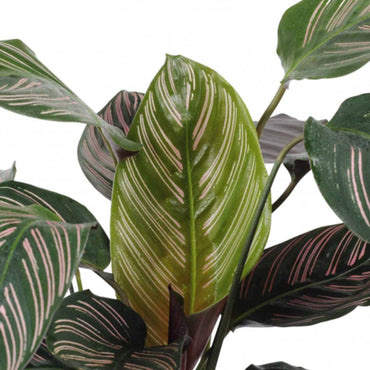 detalhe da folha da planta de interior calathea sanderiana com folhas alongadas em verde escuros com riscas horizontais em tons de rosa
