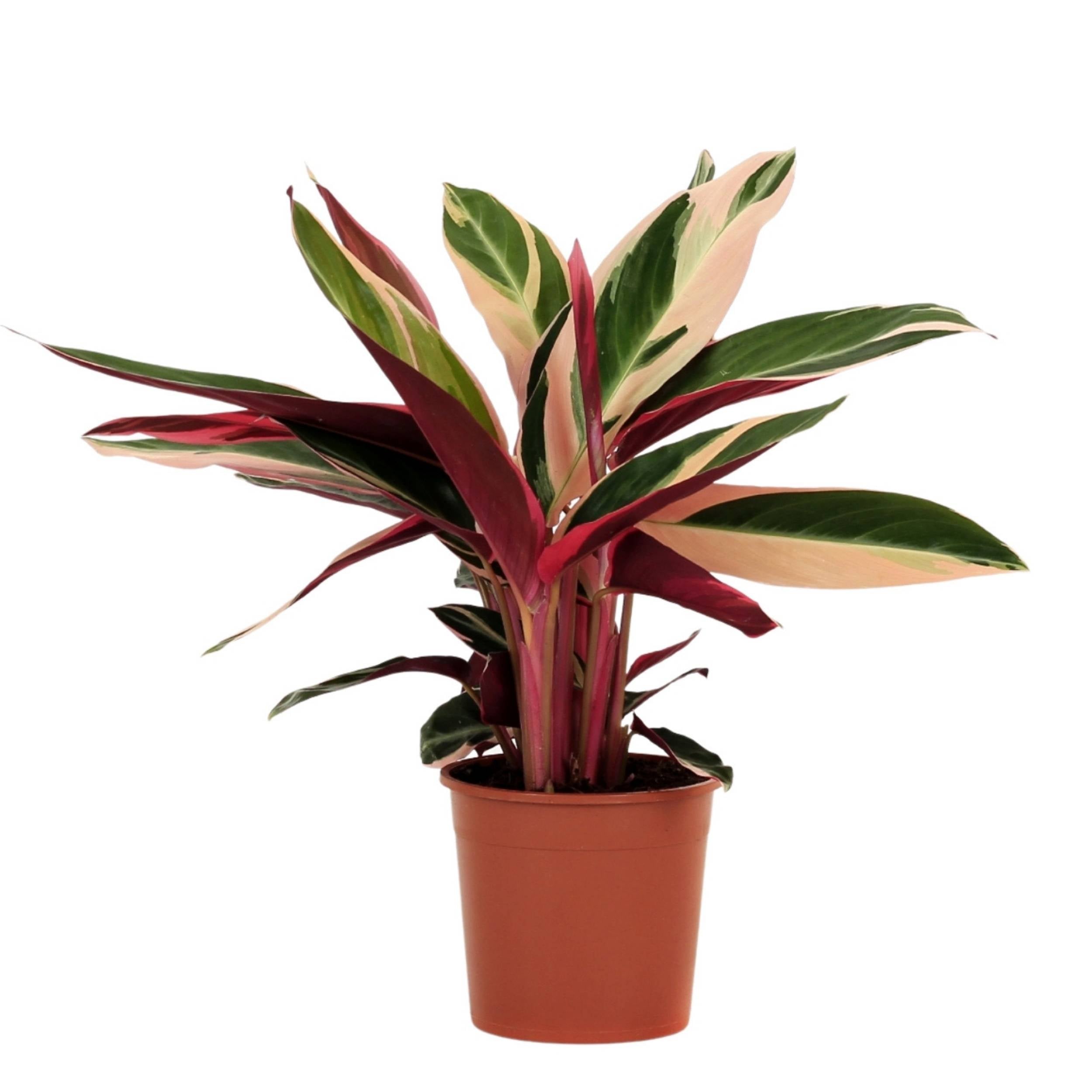 planta de interior calathea triostar pequena stromanthe com folhas alargadas multicoloridas com tons verdes e pastel na parte superior e vermelho nos caules e parte inferior