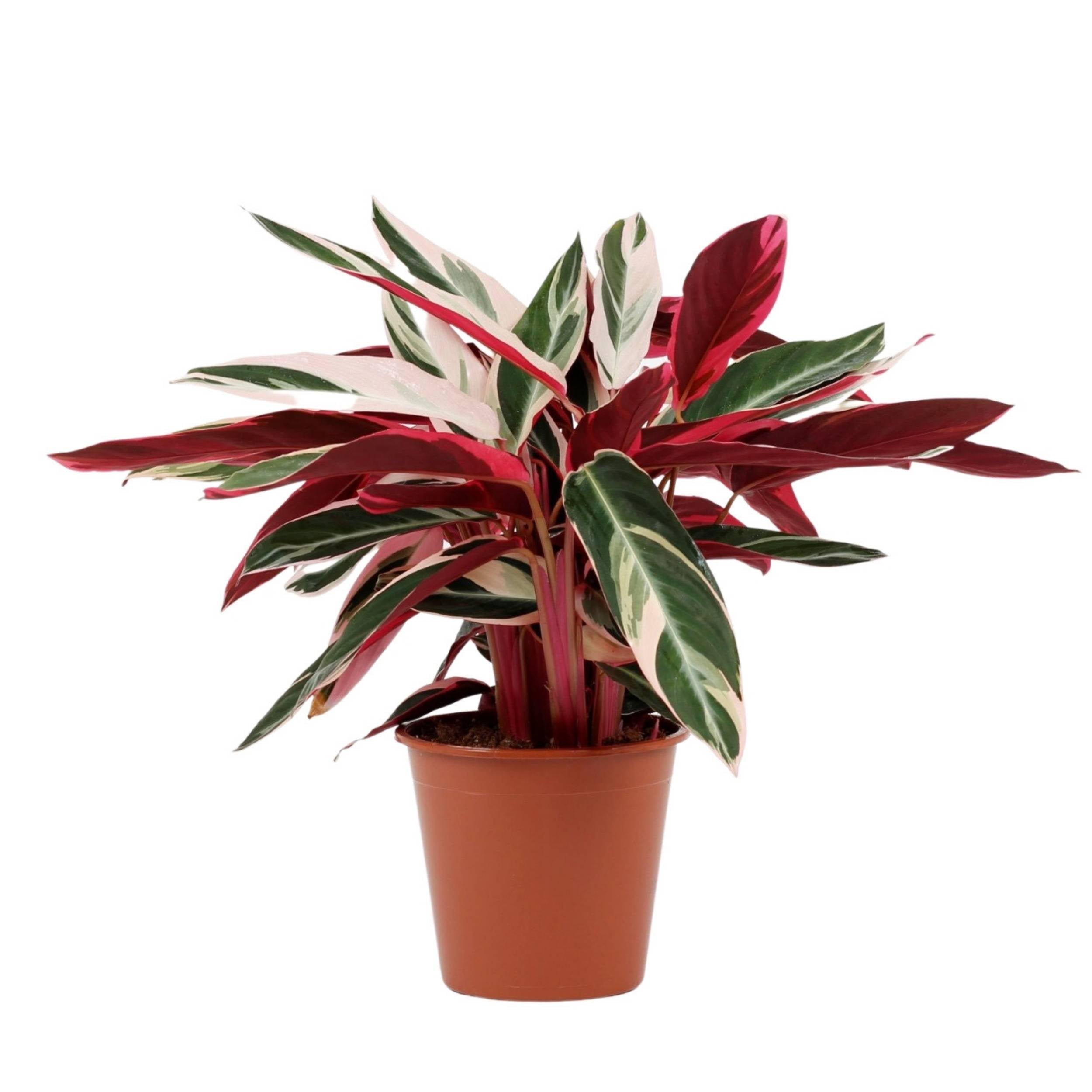 planta de interior calathea triostar stromanthe com folhas alargadas multicoloridas com tons verdes e pastel na parte superior e vermelho nos caules e parte inferior em vaso de plástico