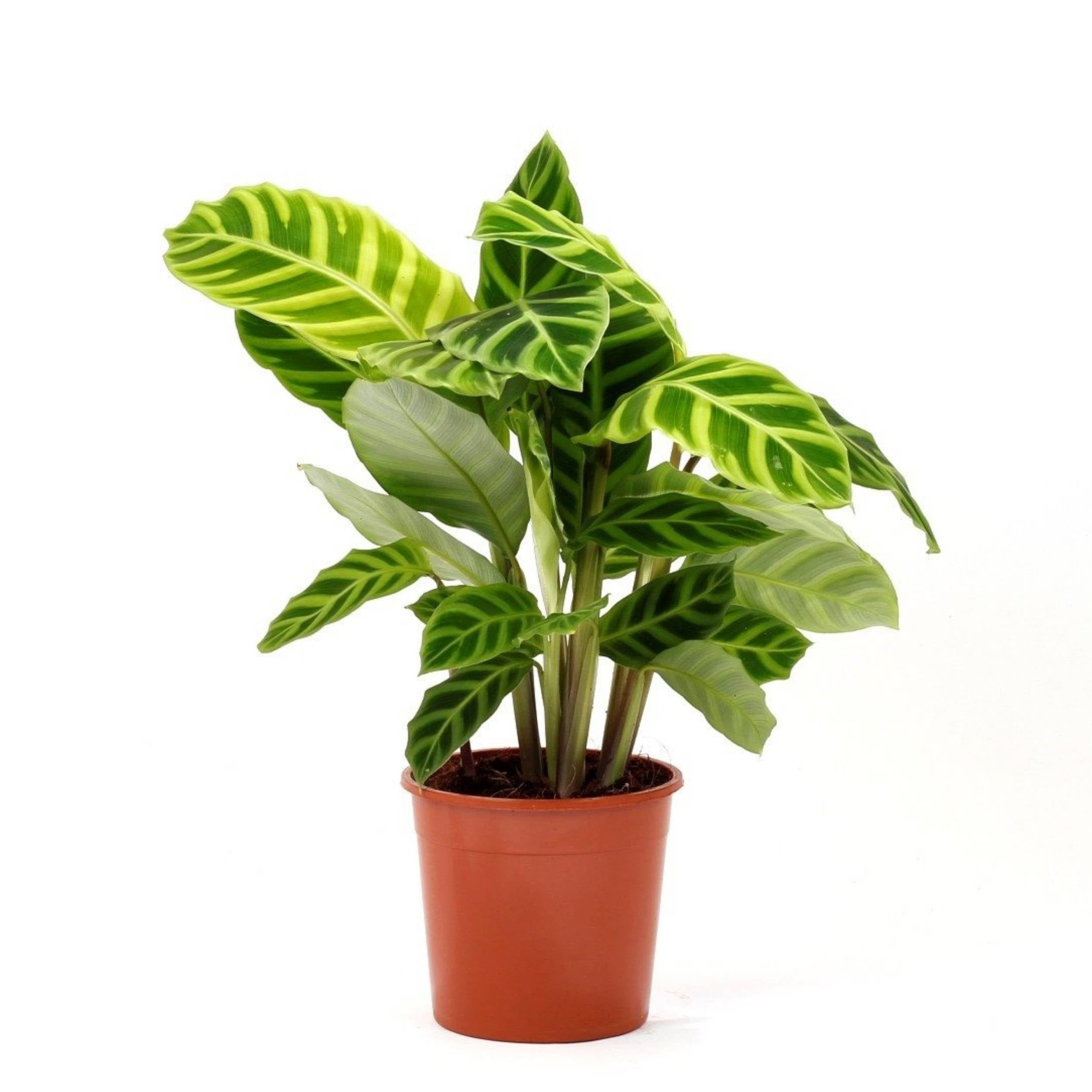 planta de interior calathea zebrina de folhagem verde escuro e verde claro às riscas em vaso