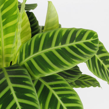 detalhe das folhas da planta de interior calathea zebrina de folhagem verde escuro e verde claro às riscas em vaso