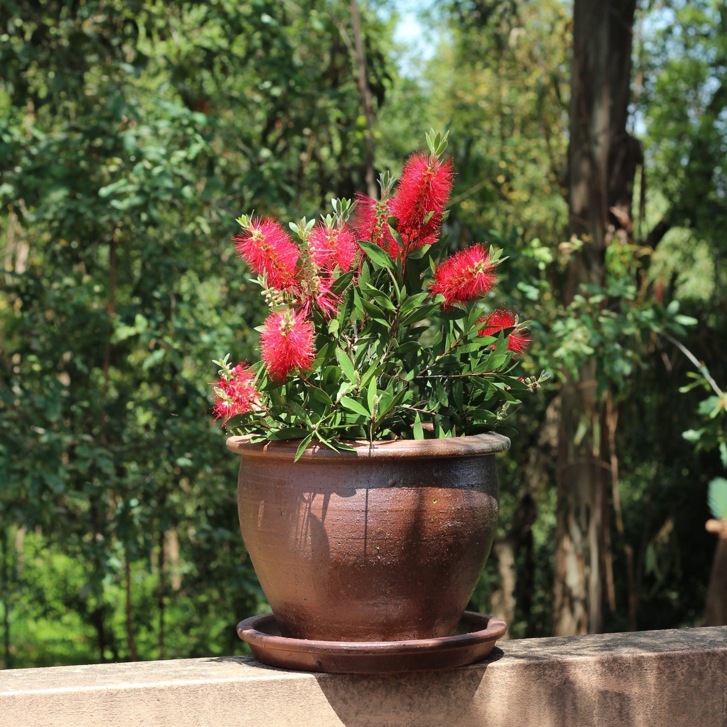 Callistemon citrinus florido em vaso castanho sobre mureta de varanda, com copa densa e fundo verde natural, ideal para espaços exteriores com sol