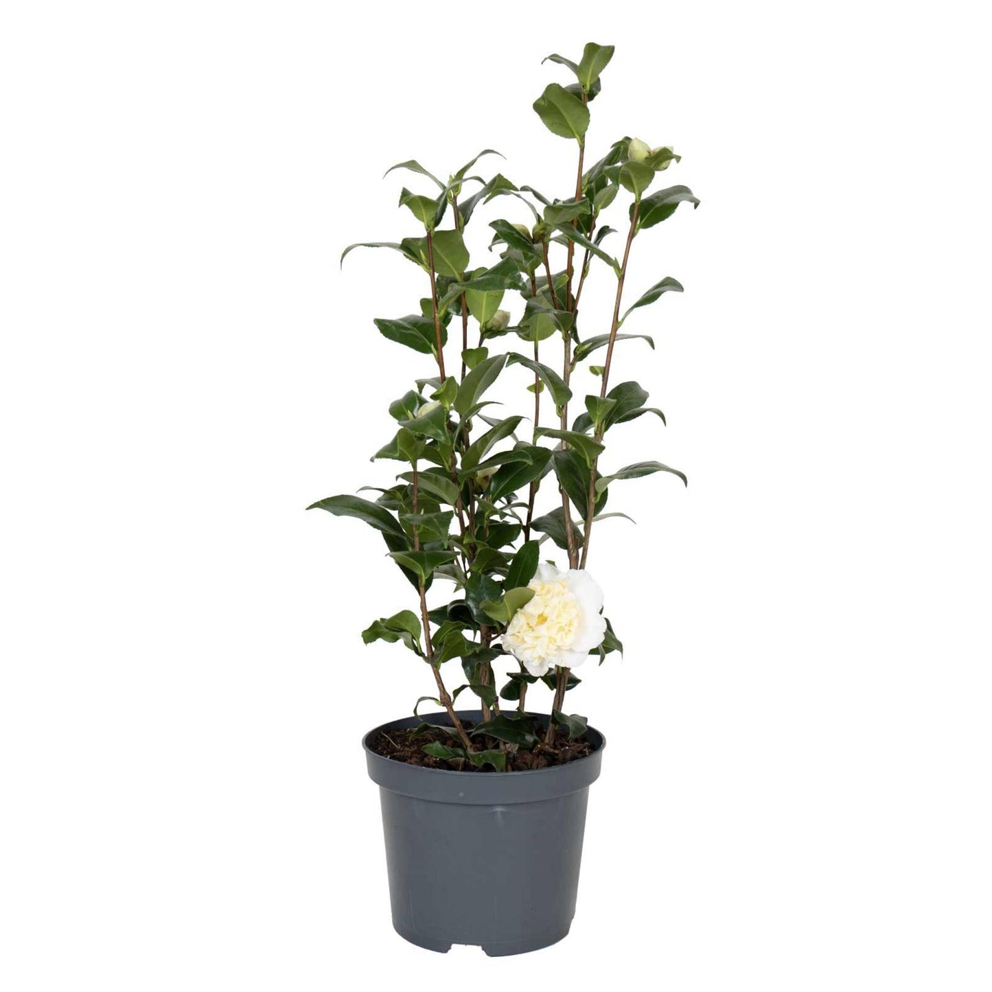 planta de exterior arbusto camélia branca camellia japonica japoneira branca resistente fácil de cuidar para jardim ou varanda em vaso de plástico