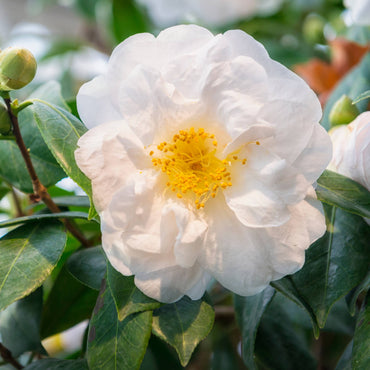 flor branca da planta de exterior arbusto camélia branca camellia japonica japoneira branca resistente fácil de cuidar para jardim ou varanda