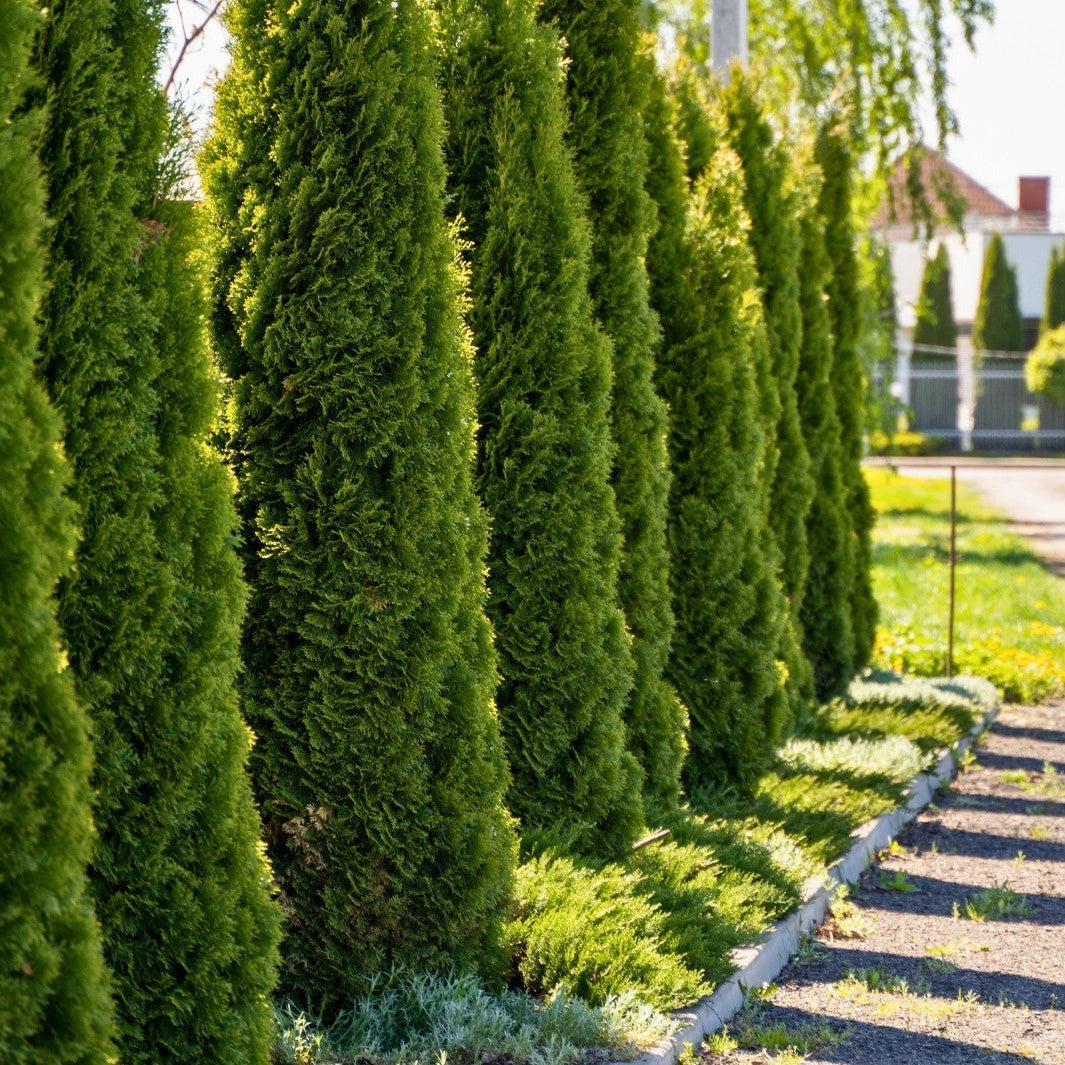 Alinhamento de várias Thujas Smaragd formando uma sebe viva ao longo de um caminho, criando uma barreira visual natural e verde durante todo o ano.