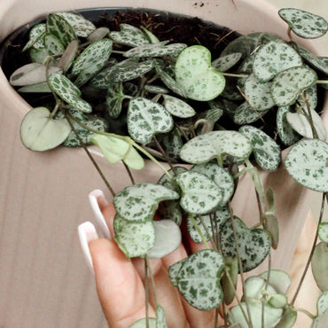 Cordón de Corazones Con Maceta Luna