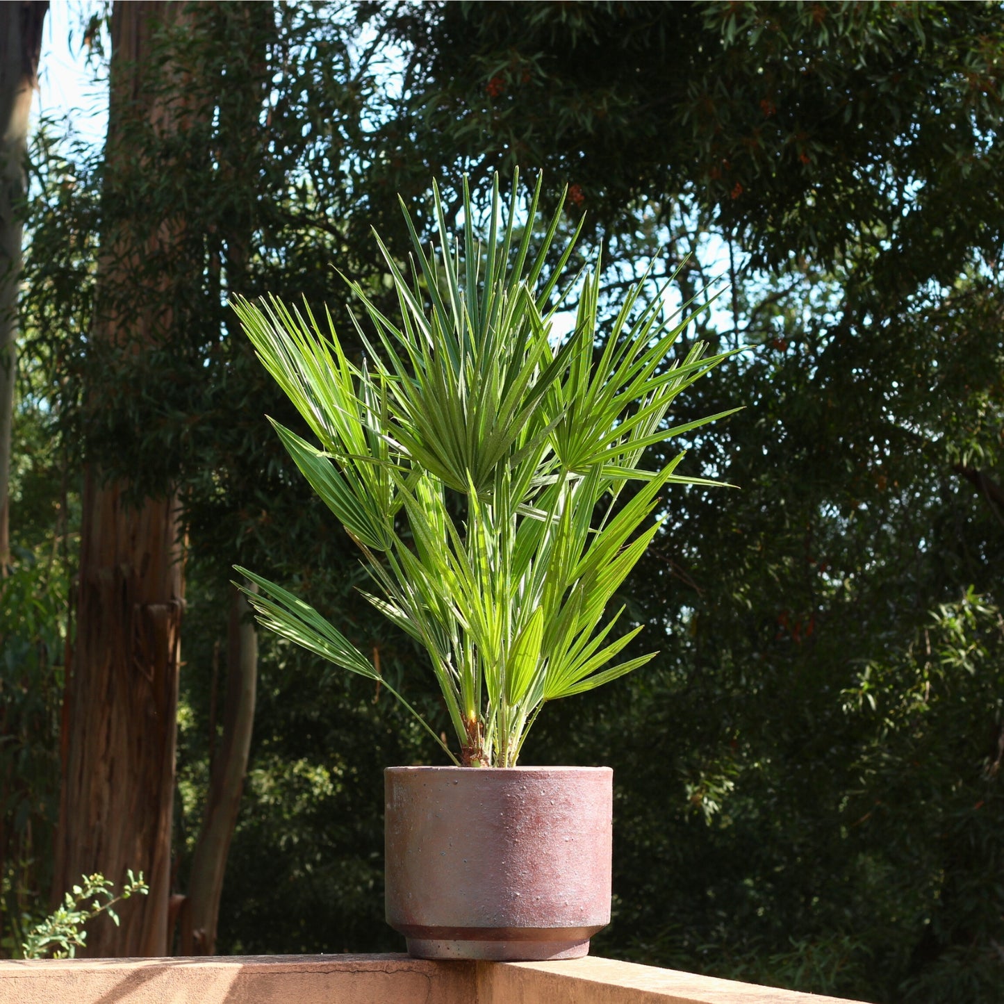 Chamaerops | Mediterranean Dwarf Palm