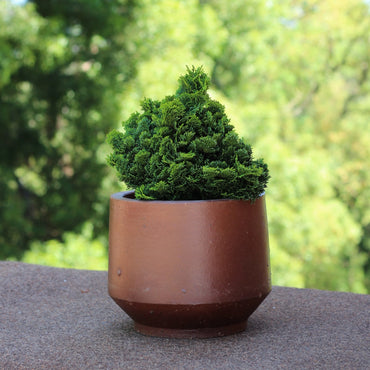 Vaso de gres vietnamita com planta tropical em ambiente externo, sugerindo uso decorativo natural e elegante