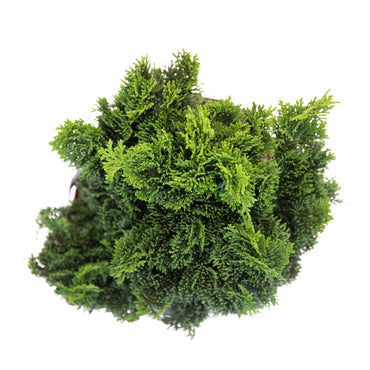 vista superior planta de exterior arbusto pequeno cipreste hinoki verde intenso em vaso de plástico