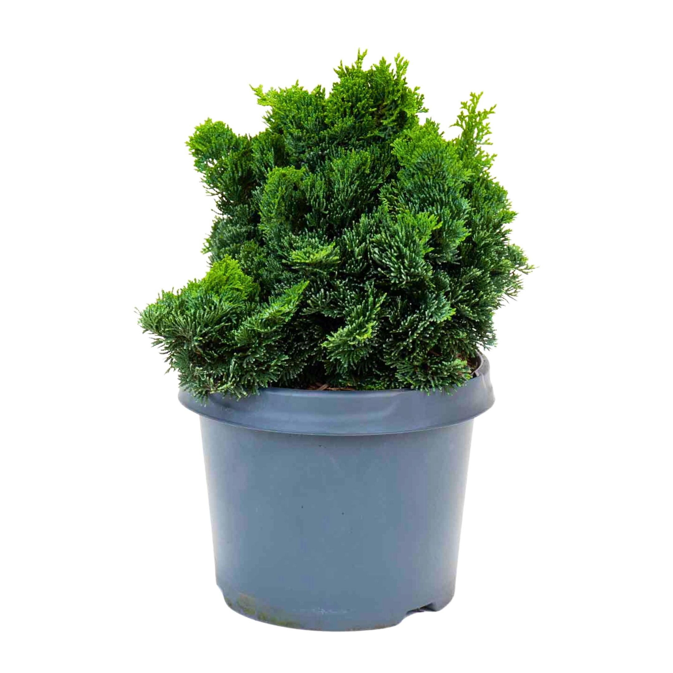 planta de exterior arbusto pequeno cipreste hinoki verde intenso em vaso de plástico