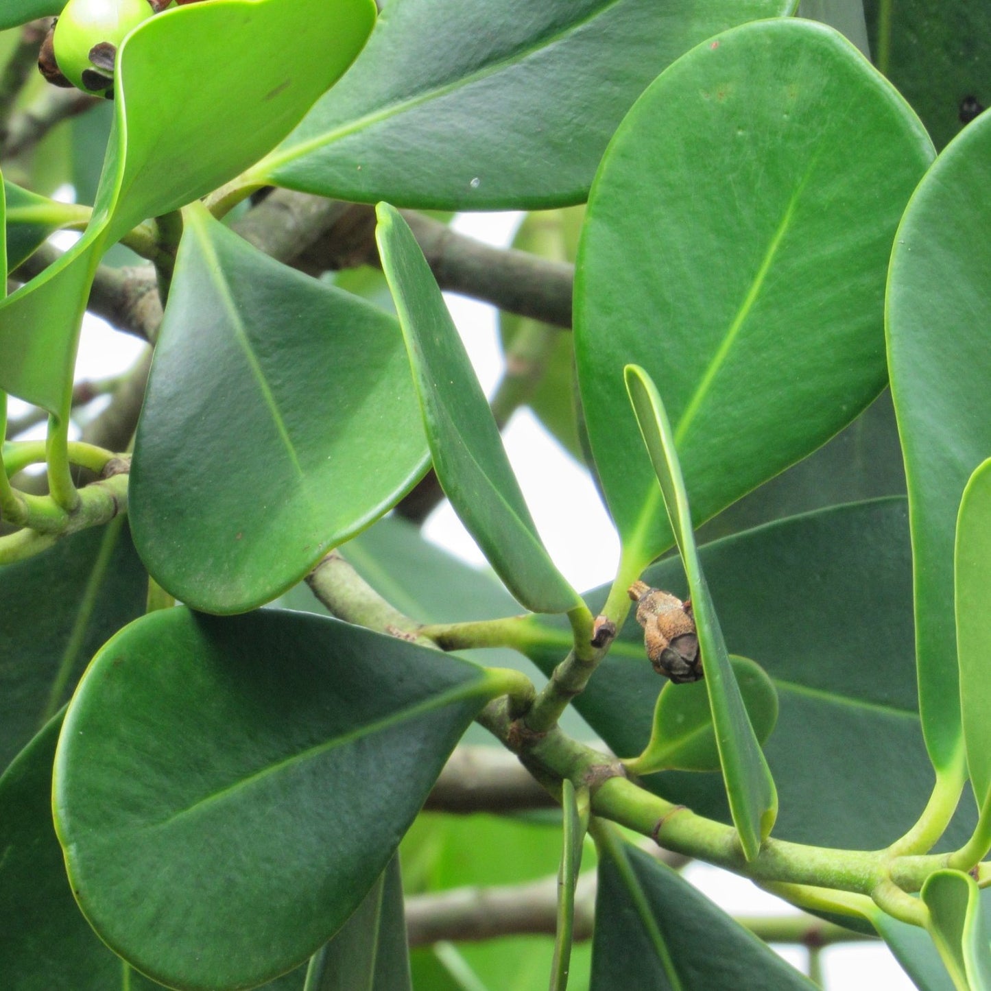 folhas da planta de exterior resistente clusia rosea para jardim e varanda com folhas verdes carnosas