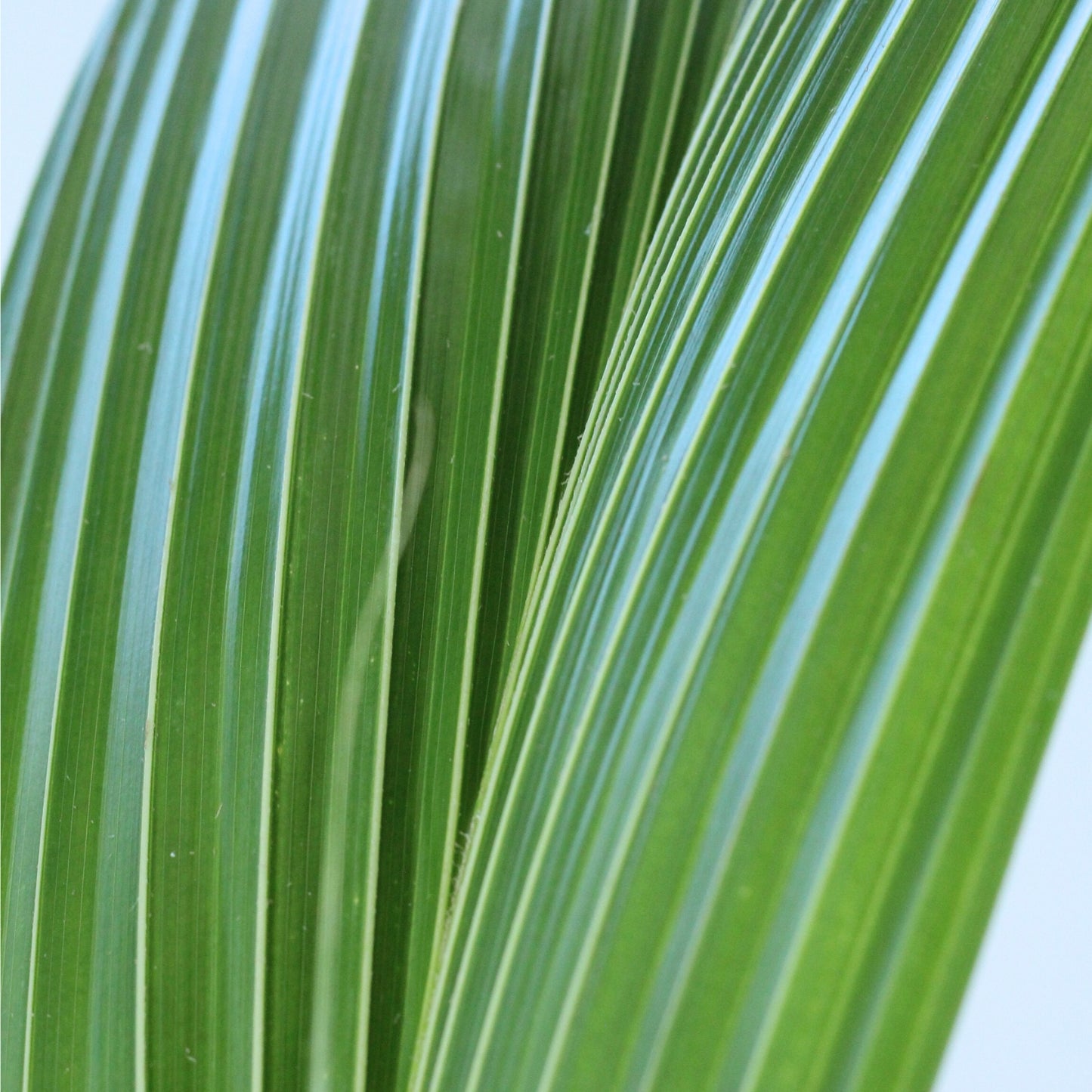 Cocos Nucifera | Coqueiro