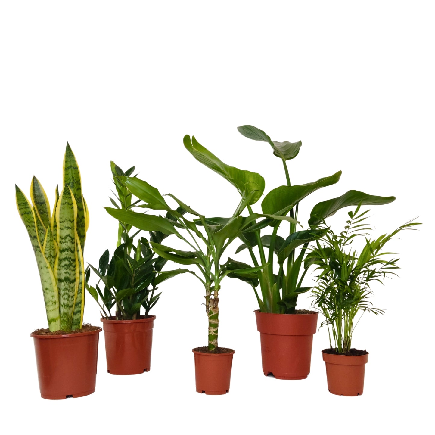 Conjunto de Plantas para Iniciantes