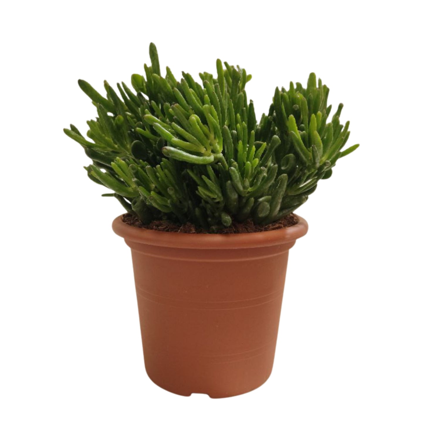 Crassula Hobbit tall succulent plant in a brown pot, featuring unique tubular leaves for low maintenance garden.
