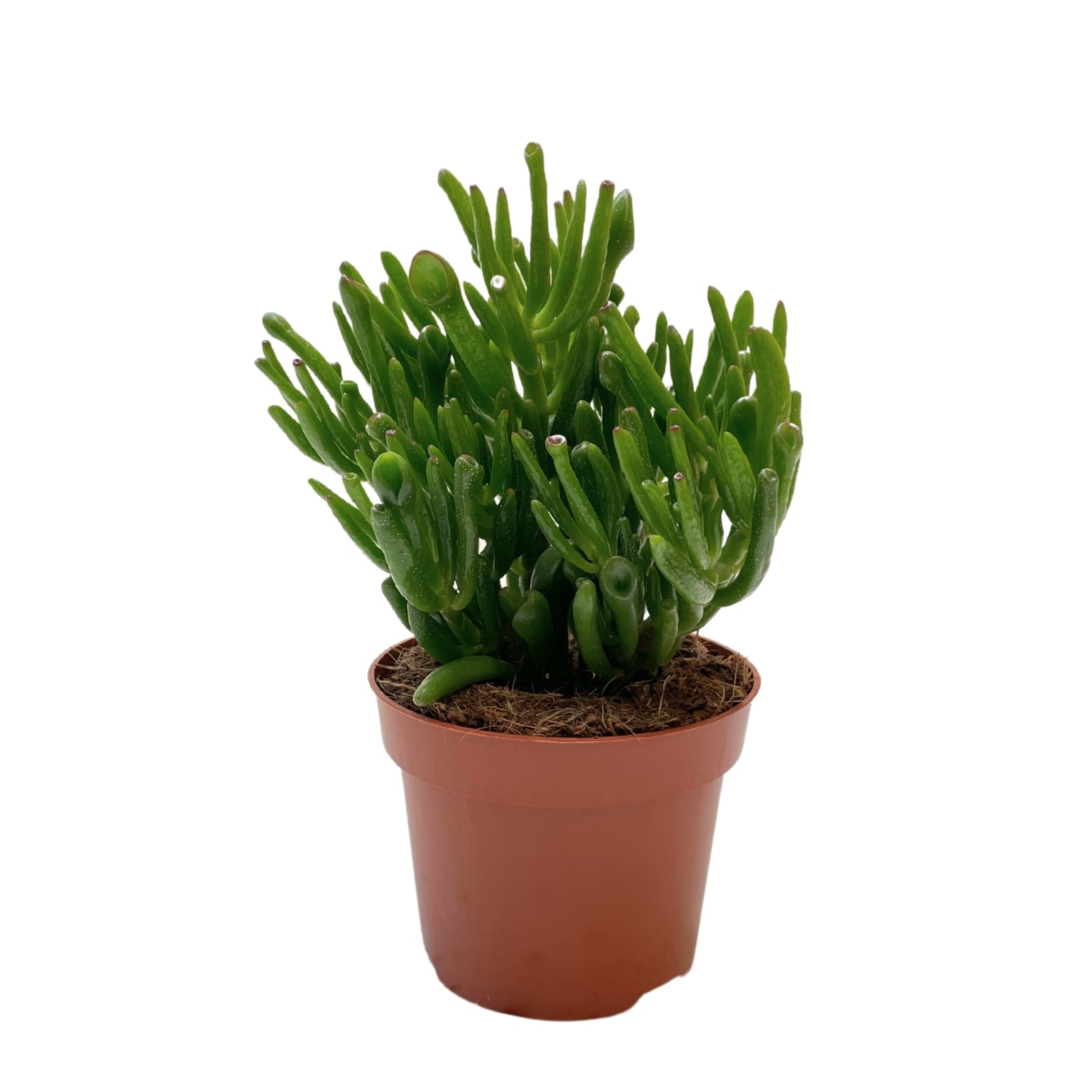 Crassula Hobbit succulent plant in a brown pot, featuring unique tubular leaves for low maintenance garden.