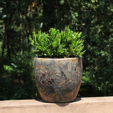 Crassula Hobbit in a handmade pot, showcasing its unique, tubular leaves against a lush green background.