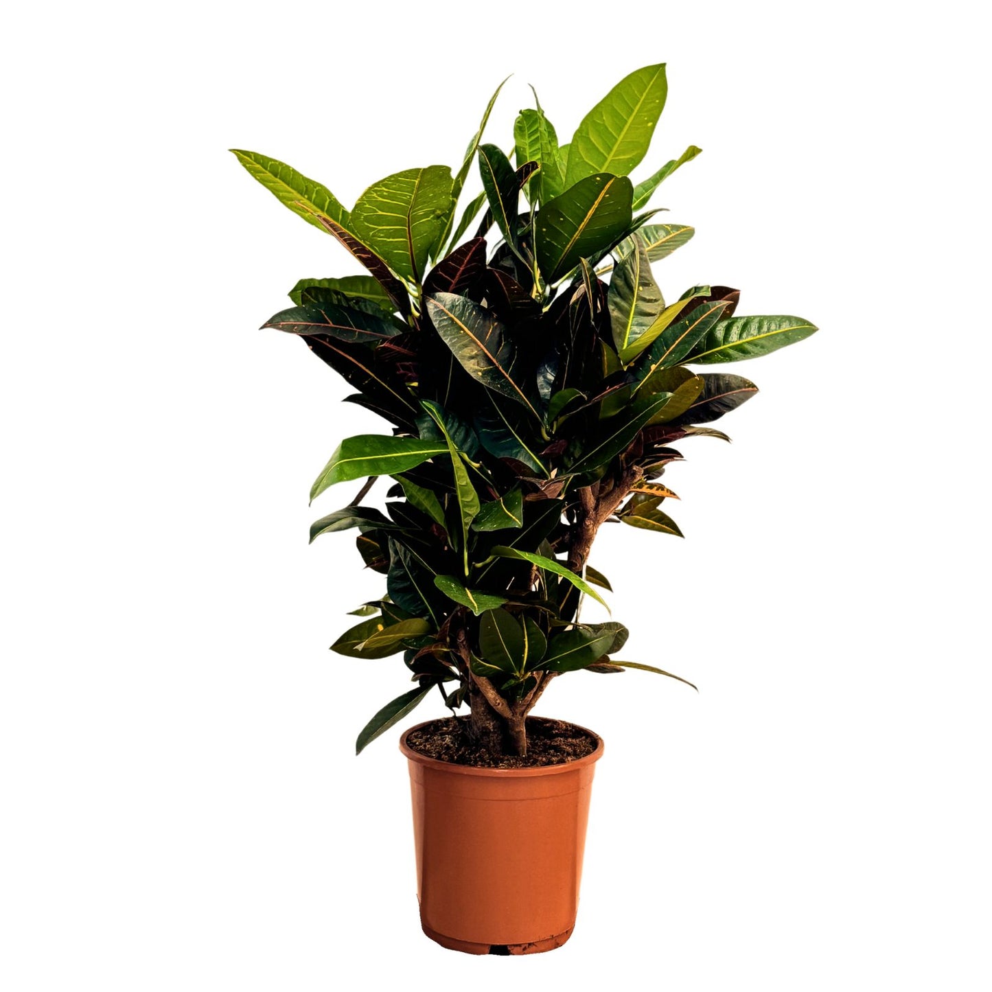 planta de interior e exterior resistente croton petra alta com formato de arbusto folhas em tons de verde, amarelo, laranja ou vermelho em vaso