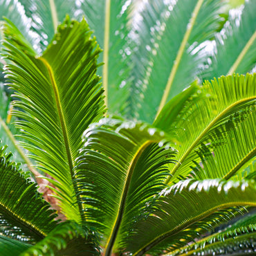detalhe das folhas planta de exterior cycas revoluta palmeira com ramas verdes compridas