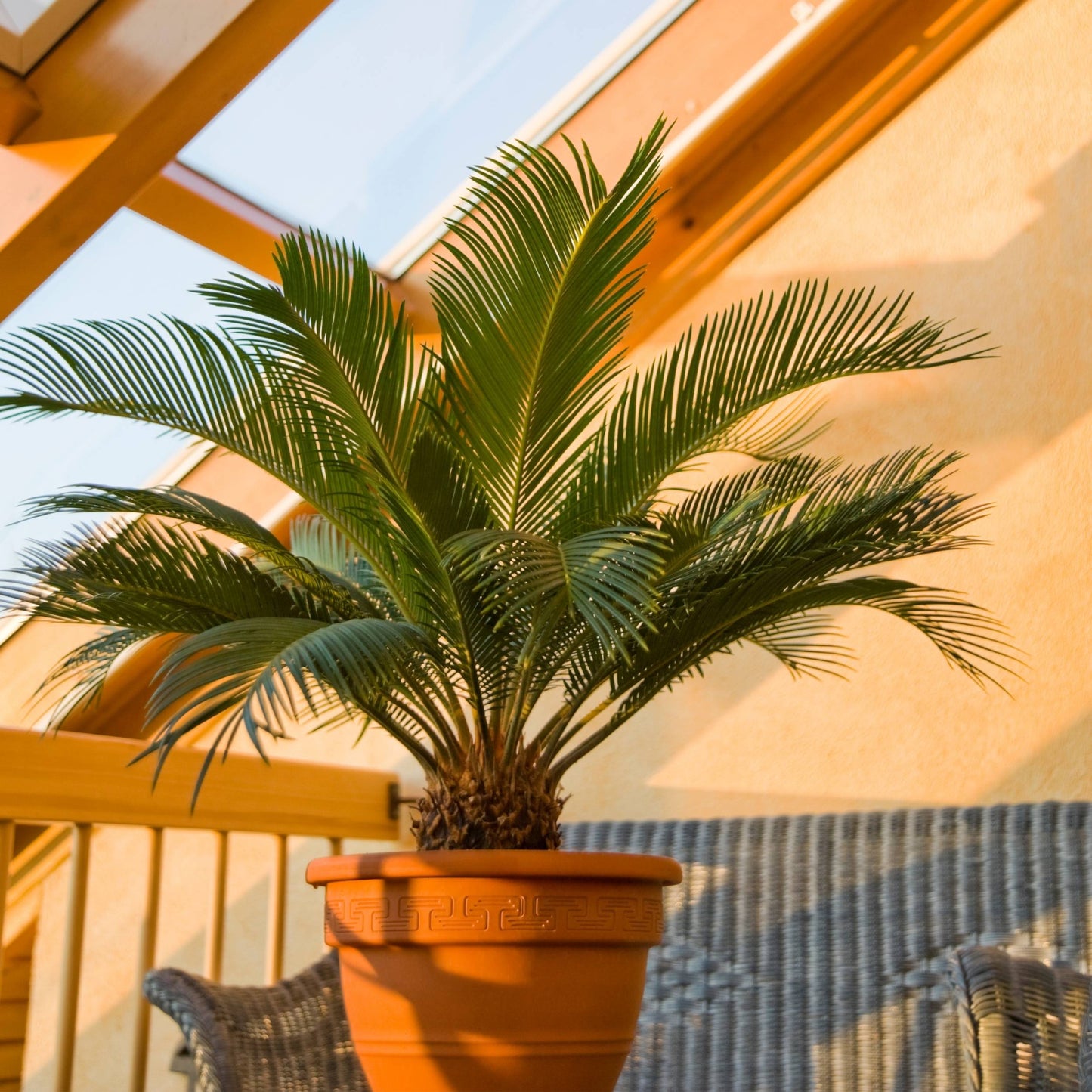 planta de exterior cycas revoluta palmeira com ramas verdes compridas em vaso de barro em ambiente relaxado bem iluminado