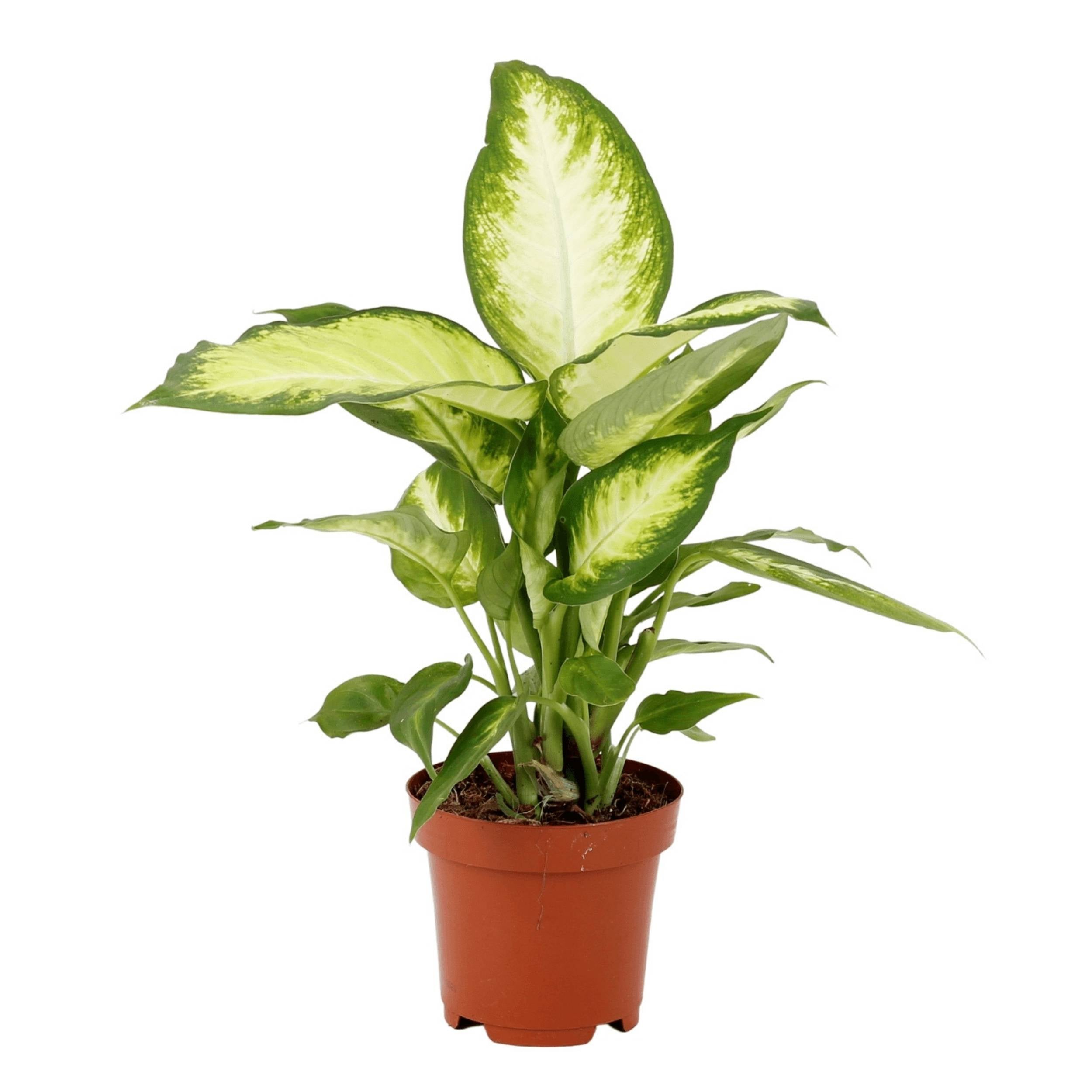 dieffenbachia in spanish Dieffenbachia Camila
