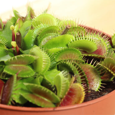 Dionaea Muscipula | Vénus Papa Moscas