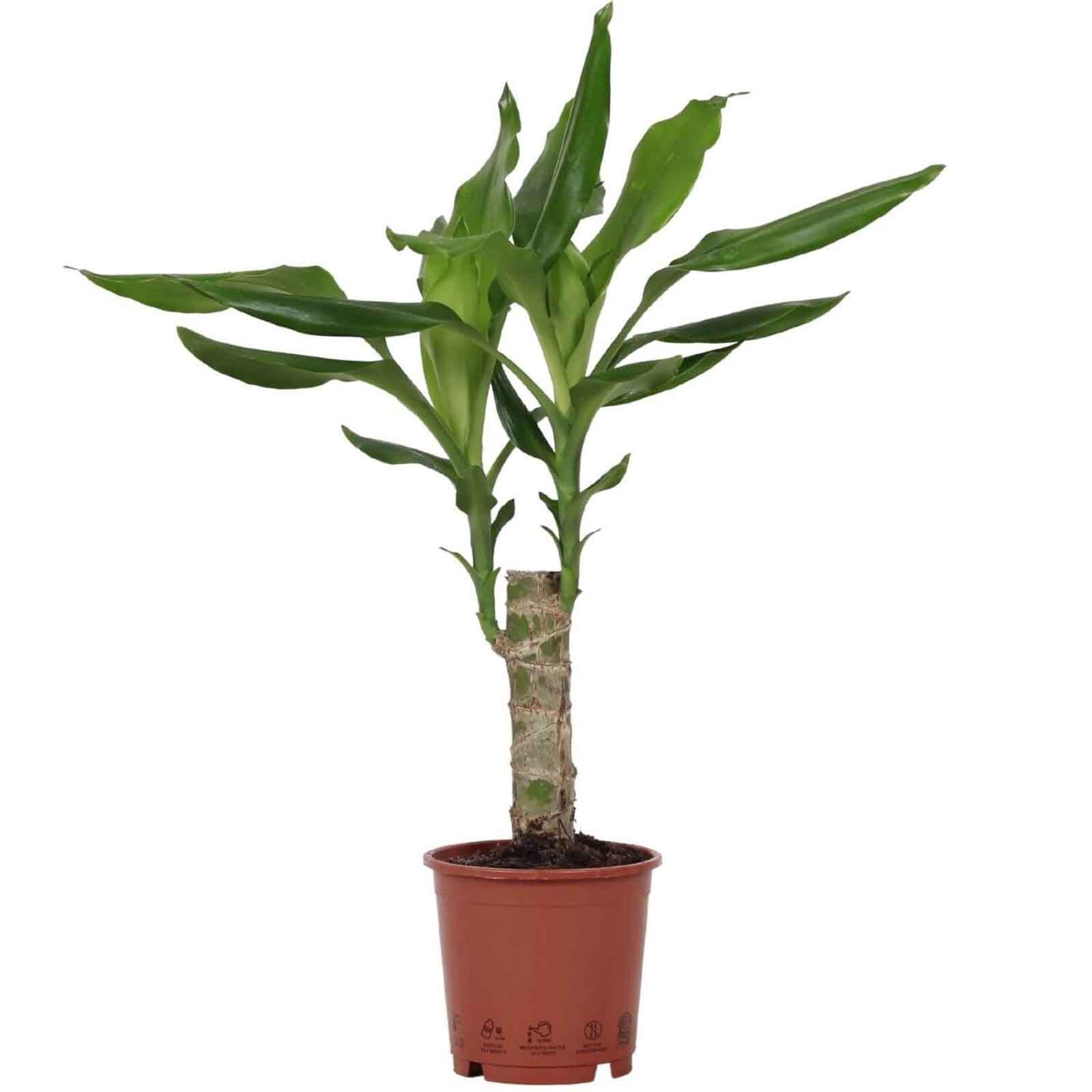dracaena steudneri Dracaena Fragans Steudneri