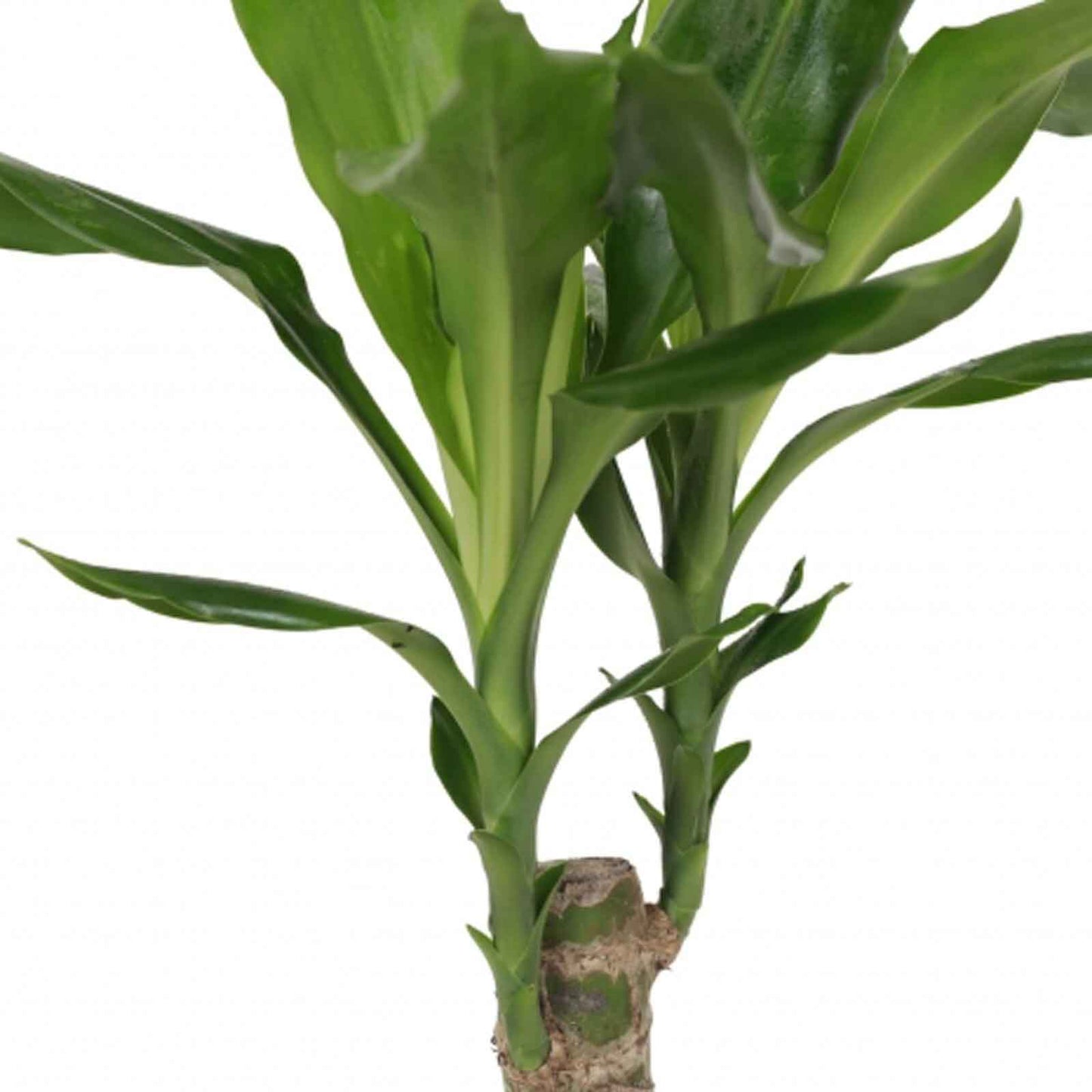detalhe das folhas e tronco planta de interior fácil de cuidar dracaena fragans steudneri com pequeno tronco com folhas verdes alongadas