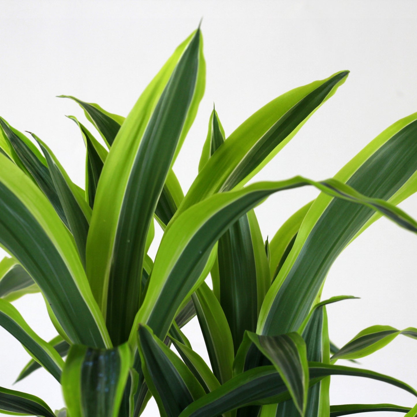 Dracaena Lemon Lime