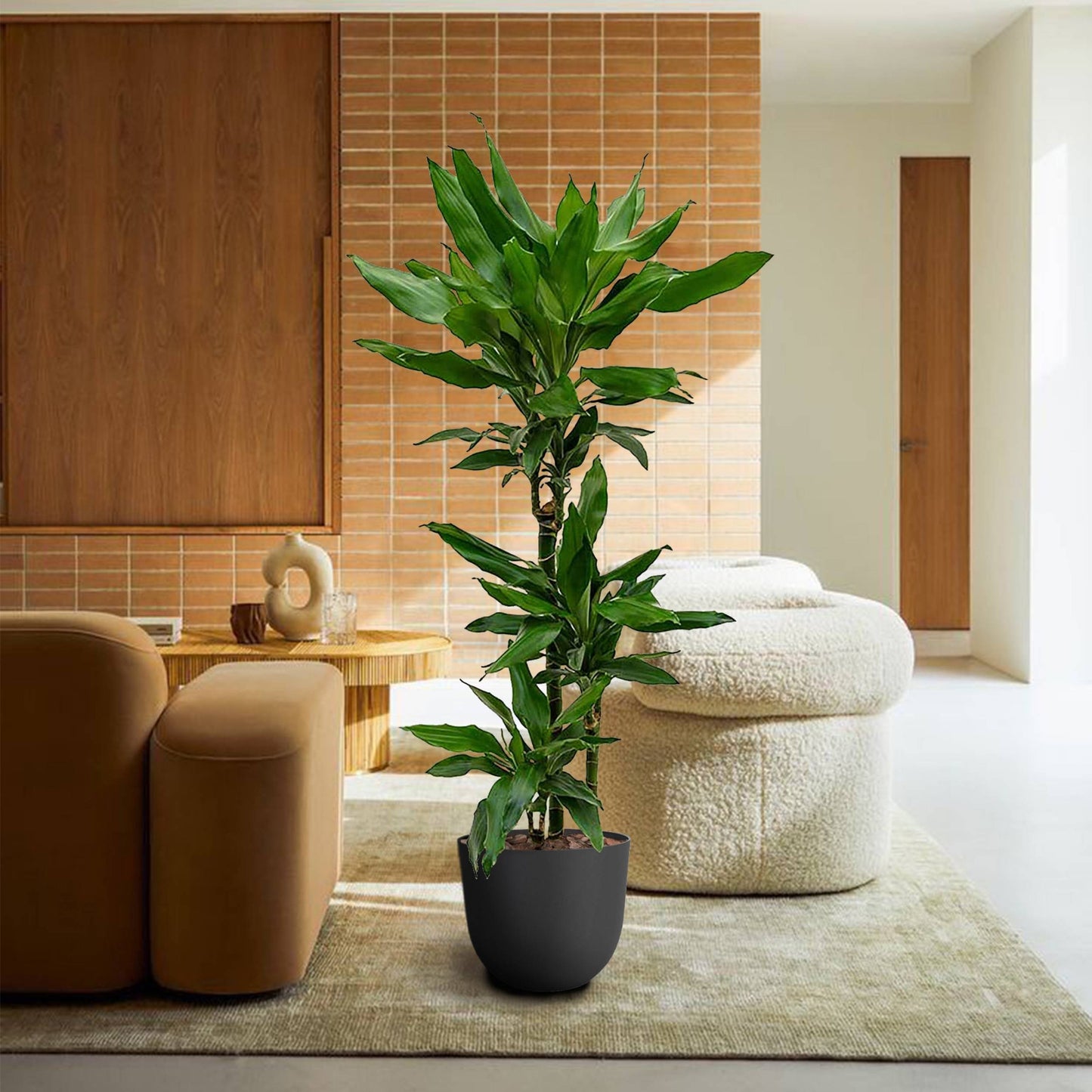 planta de interior resistente fácil de cuidar dracaena fragans janet lind com três pés folhas verdes longas e elegantes em vaso de plástico havana natural da artevasi em ambiente moderno e confortável