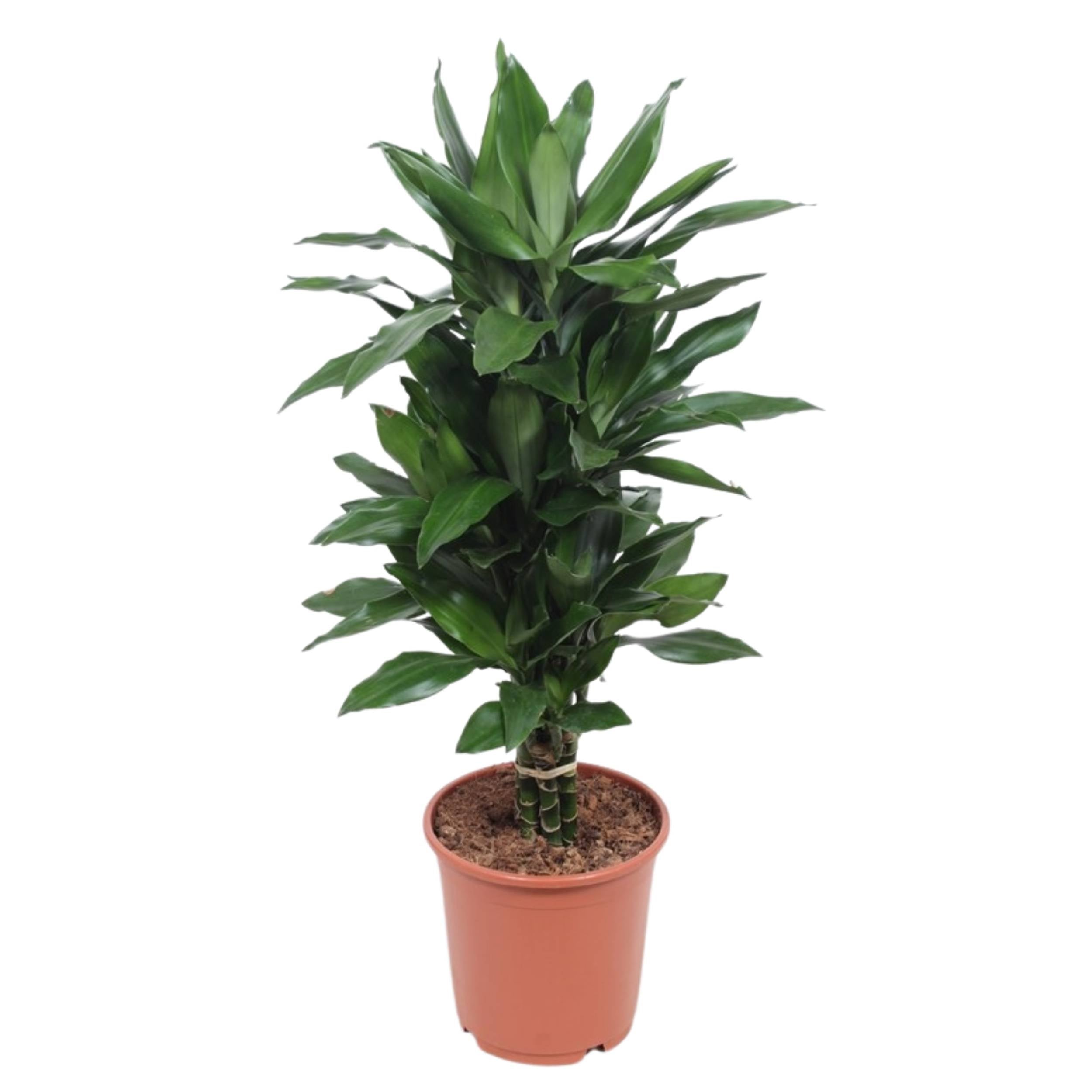 planta de interior resistente fácil de cuidar dracaena fragans janet lind com três pés folhas verdes longas e elegantes em vaso de plástico