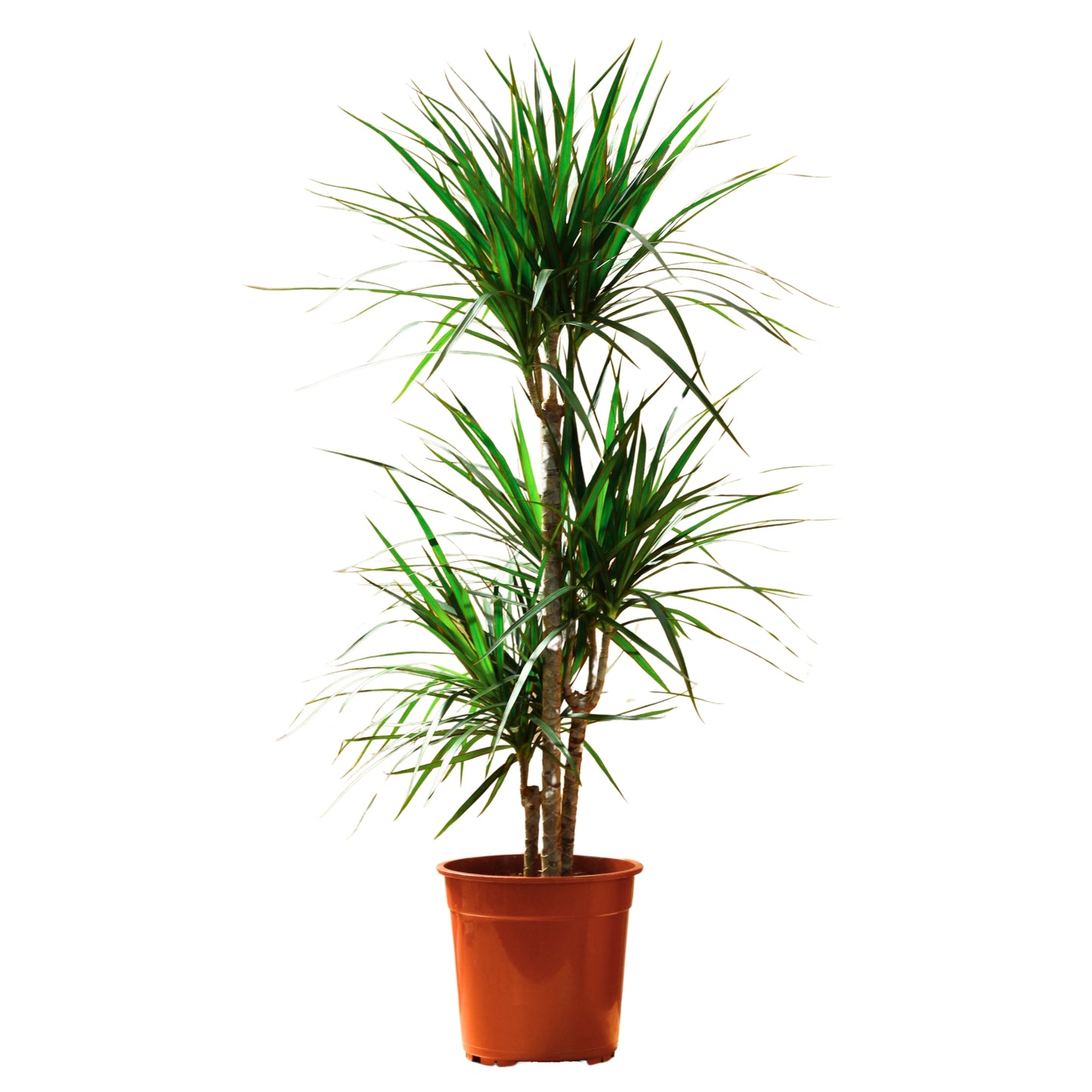 Dracaena Marginata