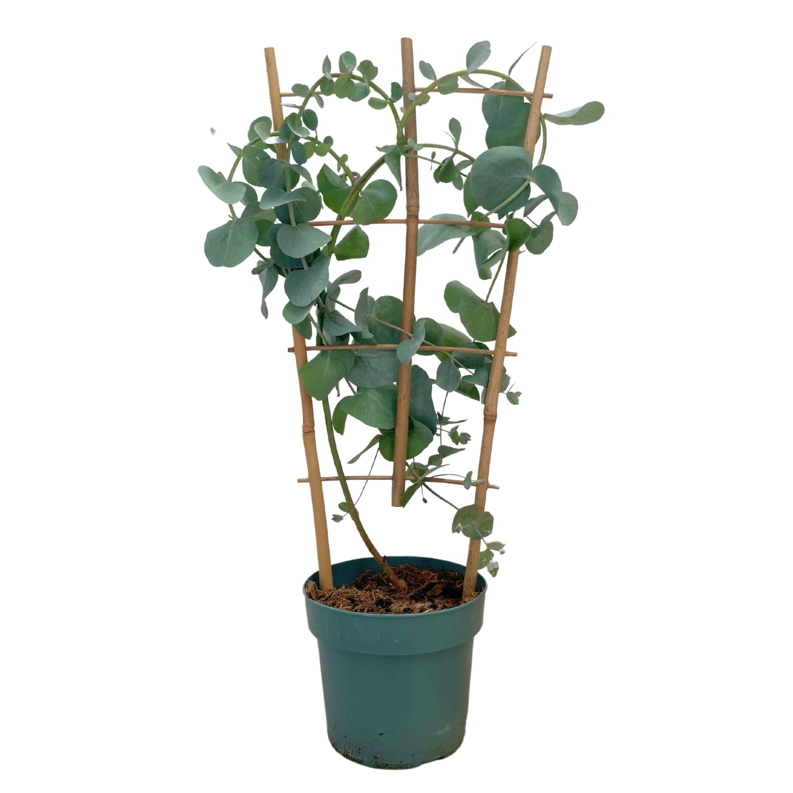 silver dollar eucalyptus indoor plant Silver Dollar Eucalyptus