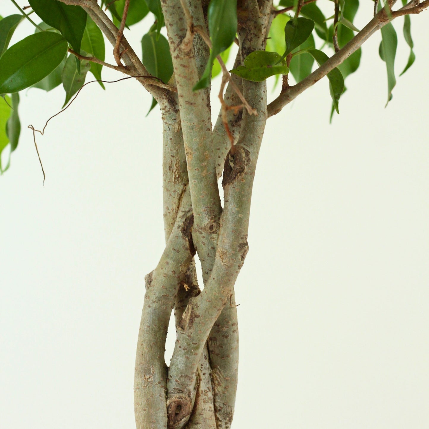 Ficus Exotica